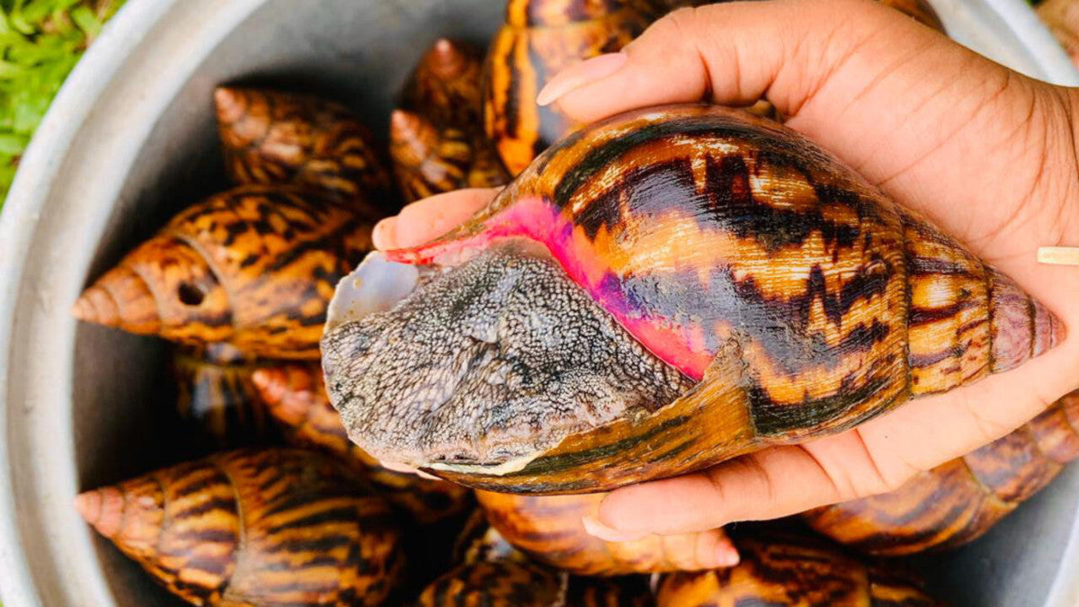 Escargot gros