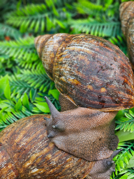 Escargot gros