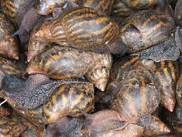 Escargot gros